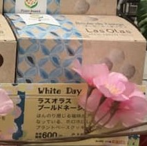 Las Olas Boule de Neige Natural Lawson